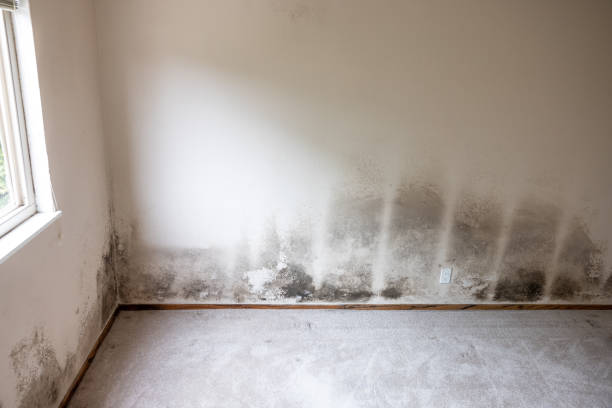 Best Biohazard Mold Removal  in Oak Creek, WI